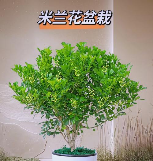 如何正确养护米兰的花期