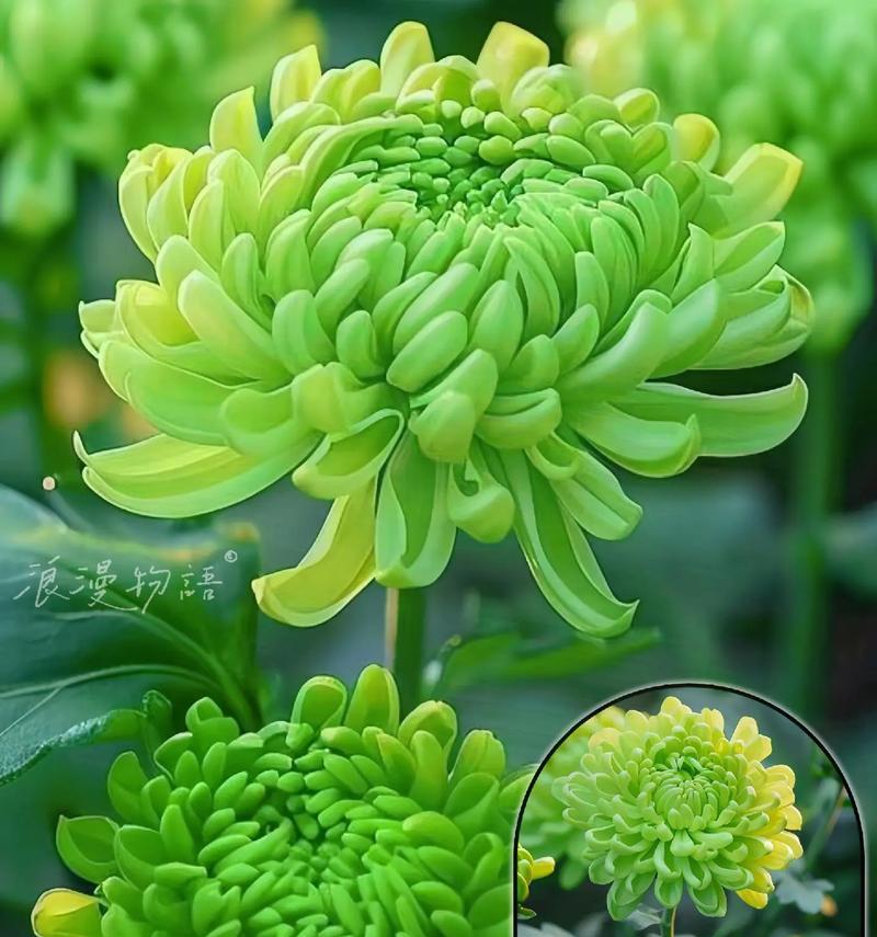 菊花的奇妙之处（探索一种多年生的草本植物）