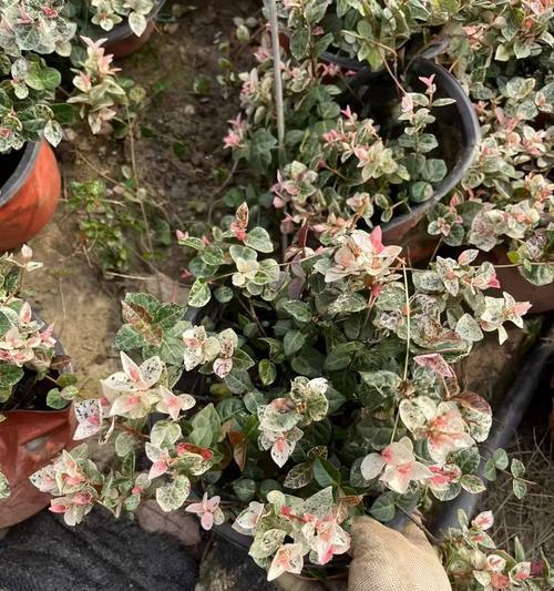 花叶络石冬天会冻死吗？——生命力惊人的植物（花叶络石的逆袭、耐寒能力惊人的秘密）