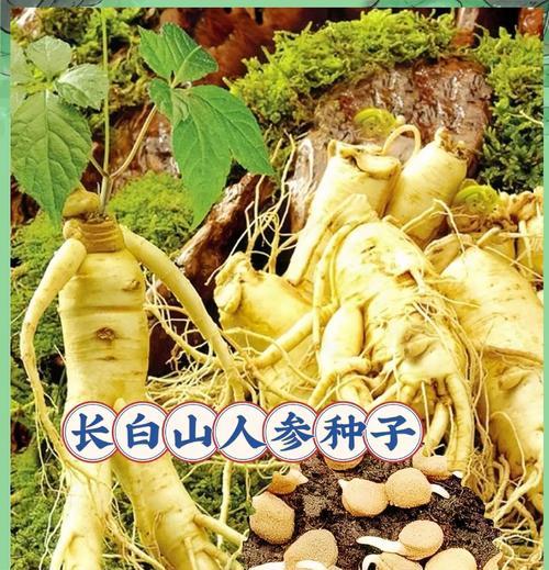 人参种子长什么样子？（探究人参种子的外观特征及生长要求。）