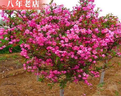 以西府海棠怎么开花——探究开花技巧与关键因素（揭秘西府海棠的开花奥秘，帮助您成功引发花期）