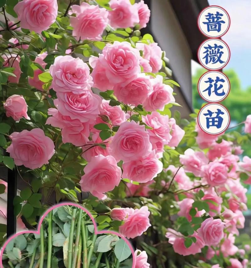 夏季啬薇花的养护指南（打造绚丽夏日花海，啬薇花的生长与护理技巧）