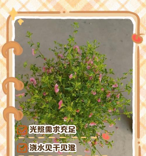 如何有效处理木质花叶子的干燥问题（保护叶子免受干燥的侵害，让花草绽放长久鲜活）