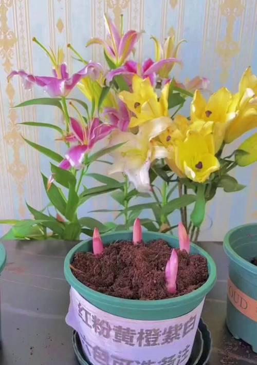 盆栽百合的养殖技巧（打造居家花园的首选，百合盆栽的全程指南）
