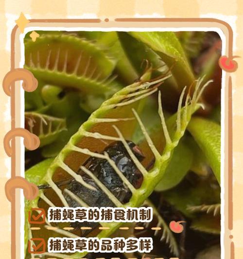 小型捕蝇草养护指南（学会养护小型捕蝇草，让它们健康茁壮生长）