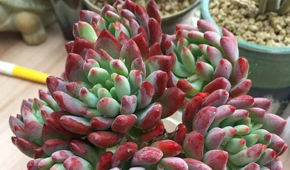 蓝苹果的养护与种植技巧（如何成功养护一棵蓝苹果树）
