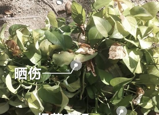 绿萝黄叶了怎么处理？（科学养护方法让绿萝重焕生机）