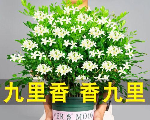 九里香苗的盆景养护技巧（打造独特的室内盆景，培育艺术之美）