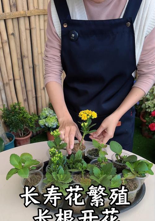 长寿花枝上的生根奇迹（揭秘长寿花枝生根的关键因素及方法）