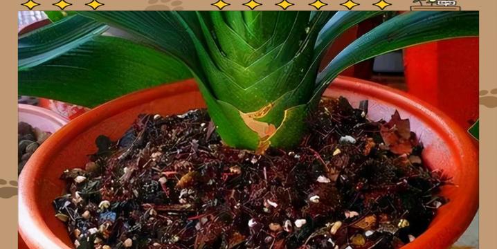 君子兰花根的养护与处理（打造健康的君子兰花根系，让其长势更旺盛）