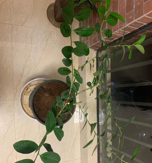 柠檬为什么不开花？（解决柠檬不开花问题的方法与技巧）