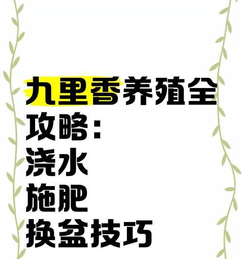 九里香与醋的完美组合（探究九里香浇醋的健康营养价值）