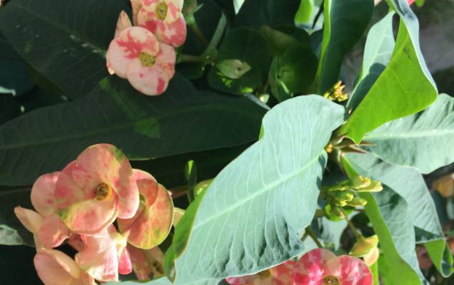 麒麟花不生长的原因及解决办法（探究麒麟花不生长的根源并提供有效的解决方案）