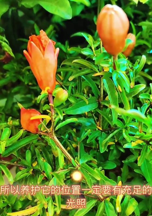 盆栽石榴怎样才能开花？（盆栽石榴不开花的原因及解决方法，提高开花率的技巧分享）