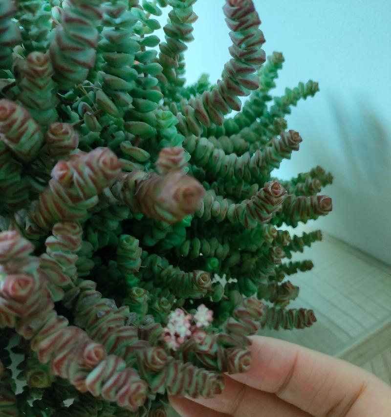 黄花叶总怎样处理才能保持质量和价值？（以钱串子花叶，如何处理才能让花叶保持鲜艳、枝叶茂盛？）