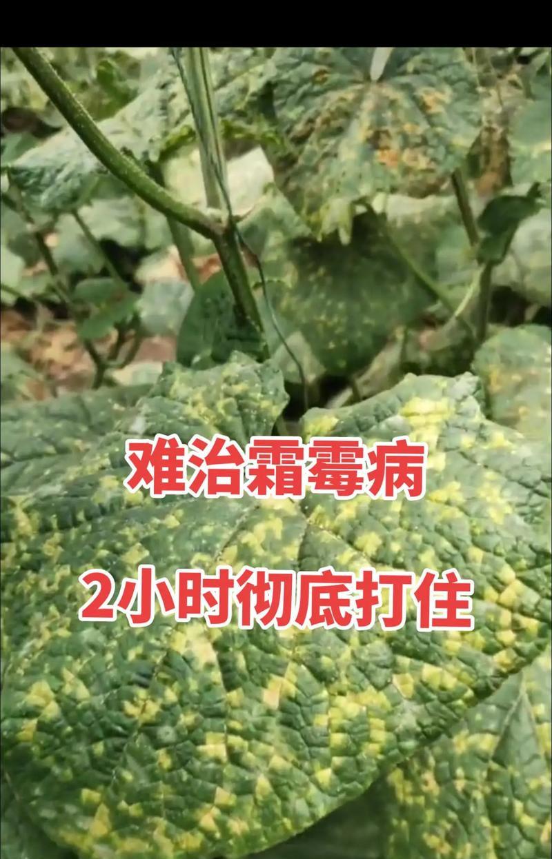 青瓜黄叶病的原因及治疗方法（预防青瓜黄叶病的关键措施）