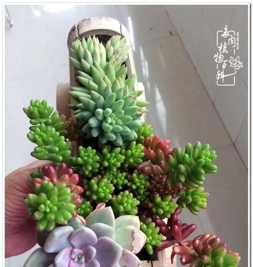 绿色的姬胧月多肉植物养护指南（打造多肉世界的小绿植，姬胧月的养护秘籍）