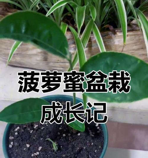 菠萝蜜种植全攻略（从选种到收获，菠萝蜜的种植技巧一网打尽）