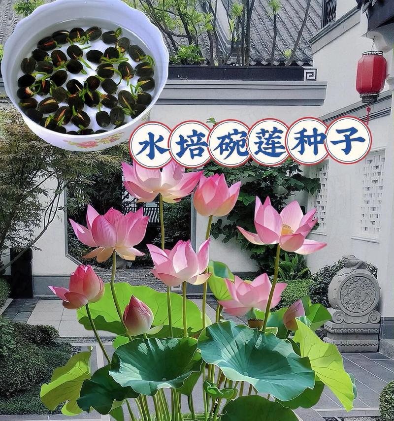 碗莲养护指南（让你的碗莲健康茁壮成长）