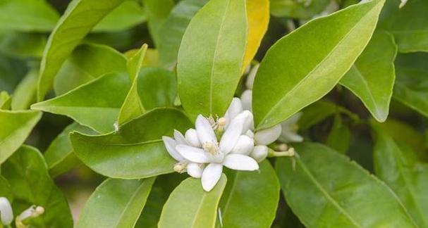 非洲茉莉叶片发黄的原因及处理方法（探究非洲茉莉叶片发黄的原因，提供有效的处理方法）
