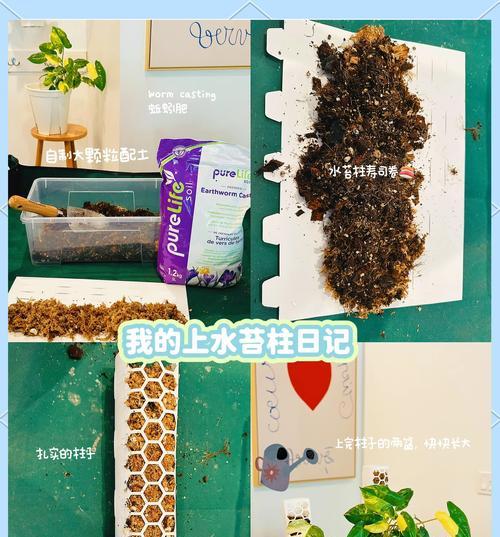 如何有效去除花盆中的长青苔（掌握关键方法，让花盆恢复原貌）