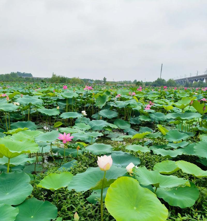 无花荷——暗香隽永（怀素之墨，宁静如水）