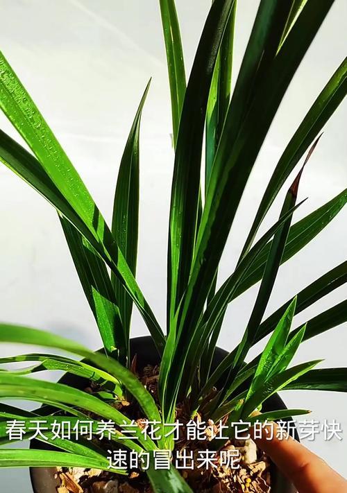 以沙漠玫瑰怎么才能开大（探索沙漠玫瑰开大的秘密与技巧）