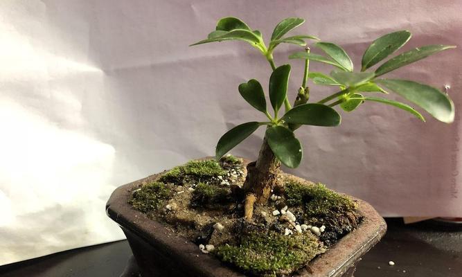 米兰何时进行修剪：合适的季节和技巧
