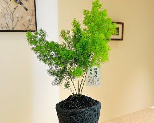 欣赏蓬莱松的魅力（打造迷人的蓬莱松盆景，为家增添绿意）
