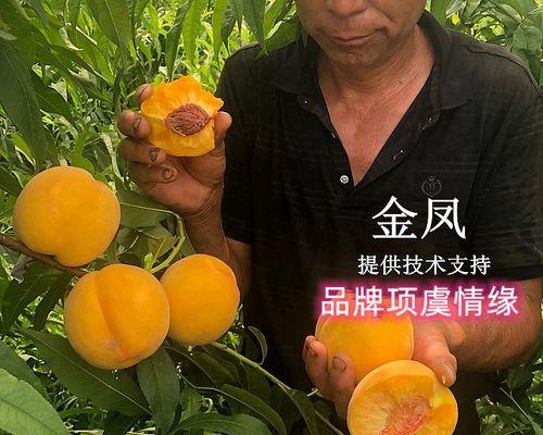 种出美味黄桃，从黄桃核开始（掌握黄桃种子的种植技巧，打造自己的黄桃园）