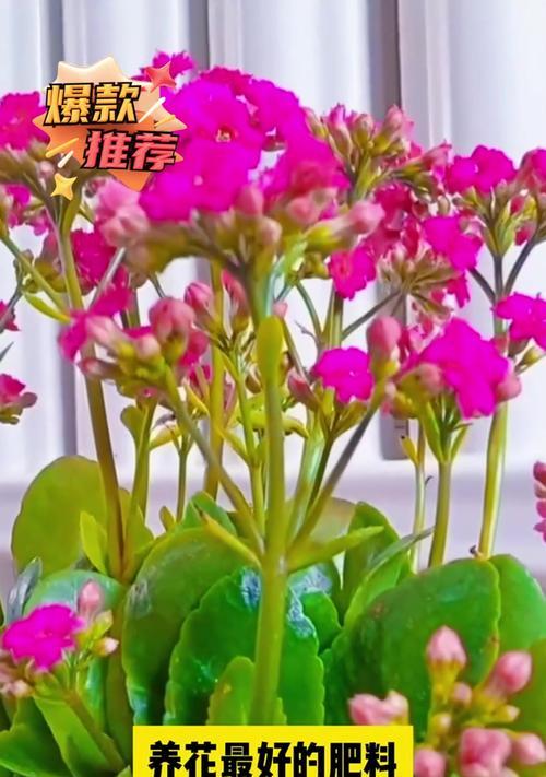 安全施肥，助花开得更美丽（掌握正确的施肥方法，让花草健康茁壮）