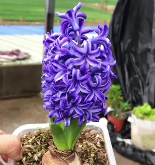 水培风信子开花后的养护技巧（打造美丽室内花园的关键步骤，水培风信子）