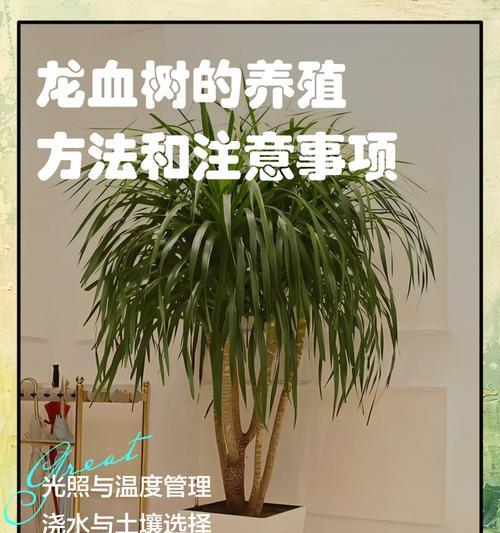 龙雪树的养殖方法与注意事项（打造健康绿色的龙雪树园）