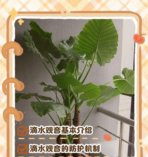 滴水观音不施肥，会有什么结果？（探讨滴水观音在不施肥的情况下植物生长的影响）