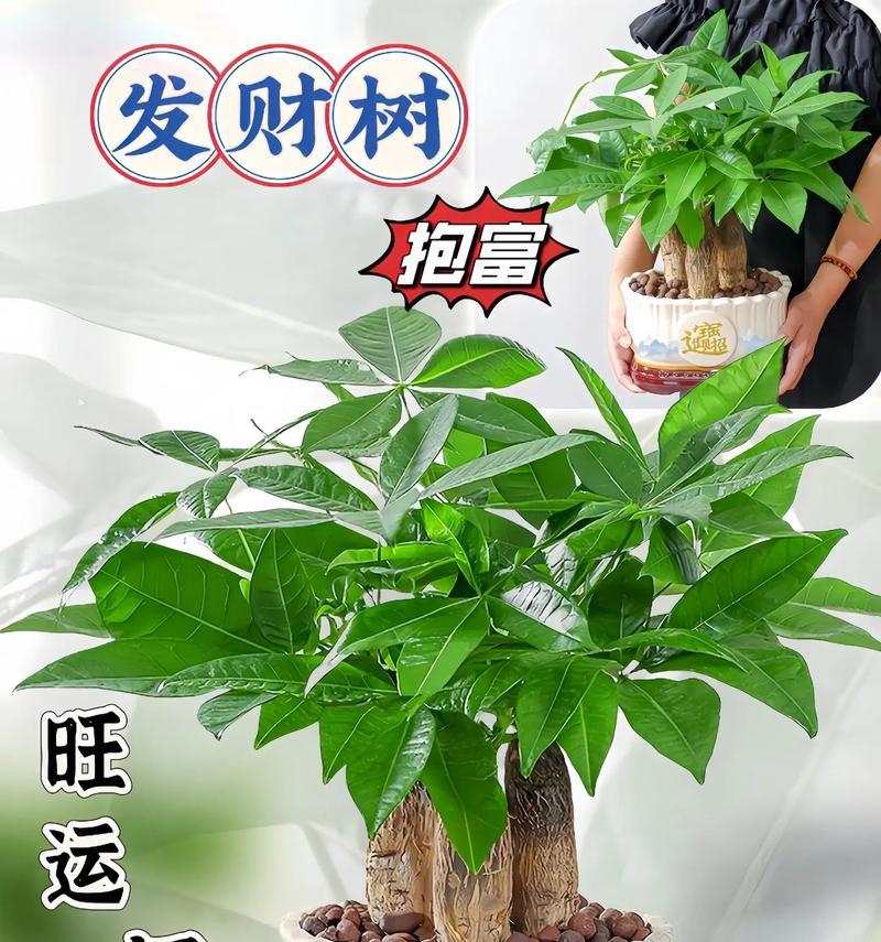 招财树的浇水技巧（如何正确浇水招财树、浇水频率、浇水时间等关键要点揭秘）