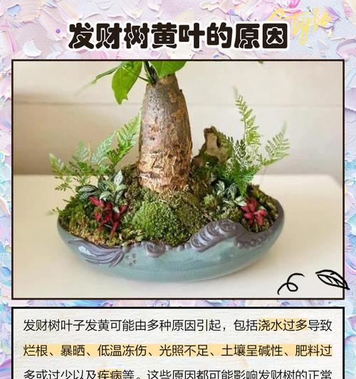 水养发财树叶子发黄的原因及处理方法