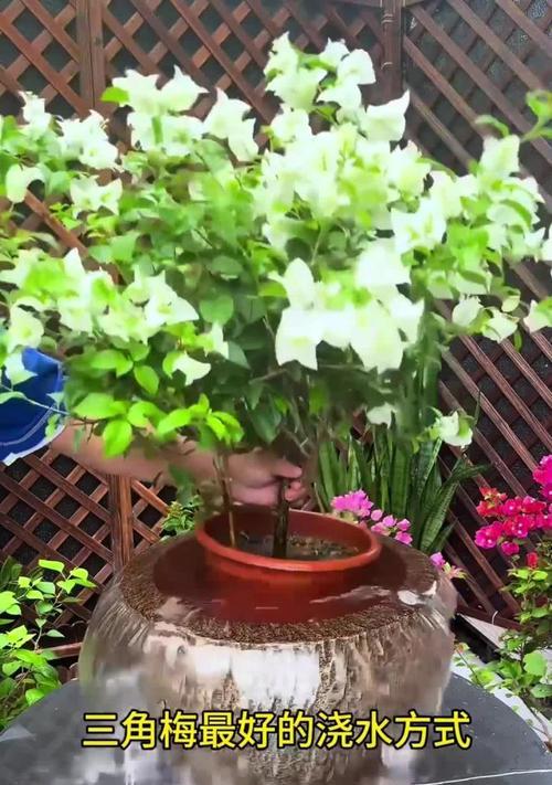 精细如何一移盆三角梅花（善待三角梅花，换盆之道）