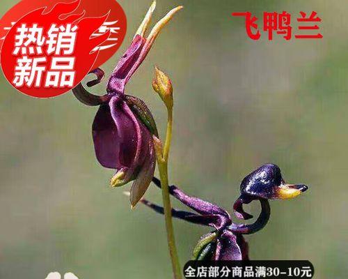 飞鸭兰的开花时间和花期（探秘飞鸭兰的开花规律和欣赏技巧）