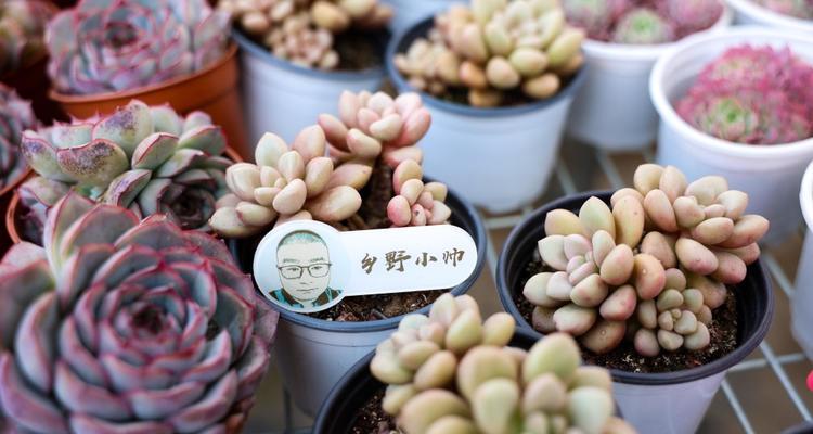 冬天佛珠养殖的方法和技巧（从选种到管理，打造健康繁茂的冬天佛珠园）