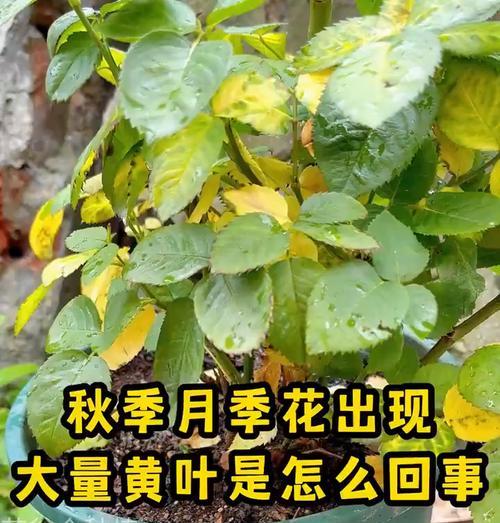 黄叶落叶的原因及影响（解析秋季叶子变黄并落下的原因以及对生态系统的影响）