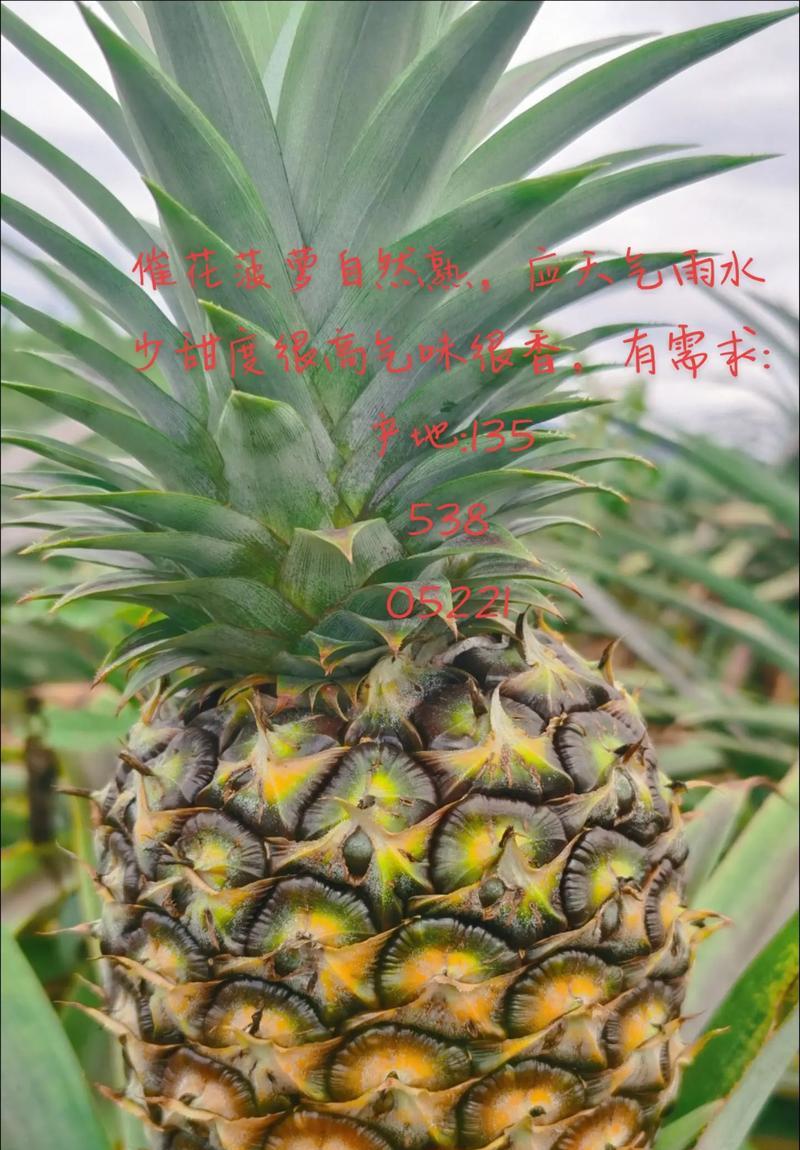 如何判断木菠萝是否熟透？（以外观、味道、质地三方面来判断）