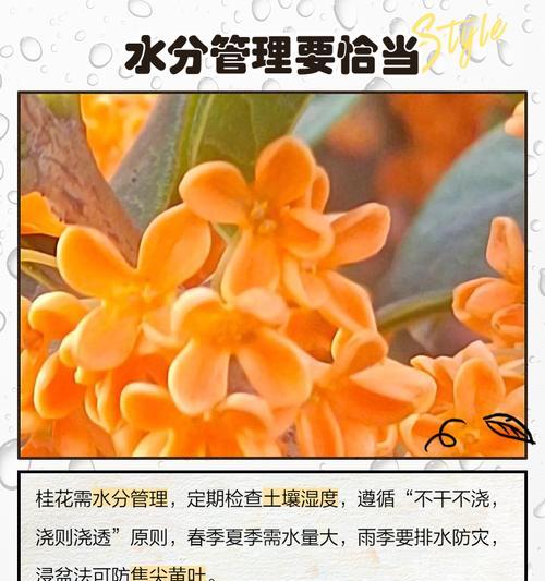 桂花叶发黄掉光了怎么办？解决方法一网打尽（教你拯救黄落的桂花叶，让花香再次盛开）
