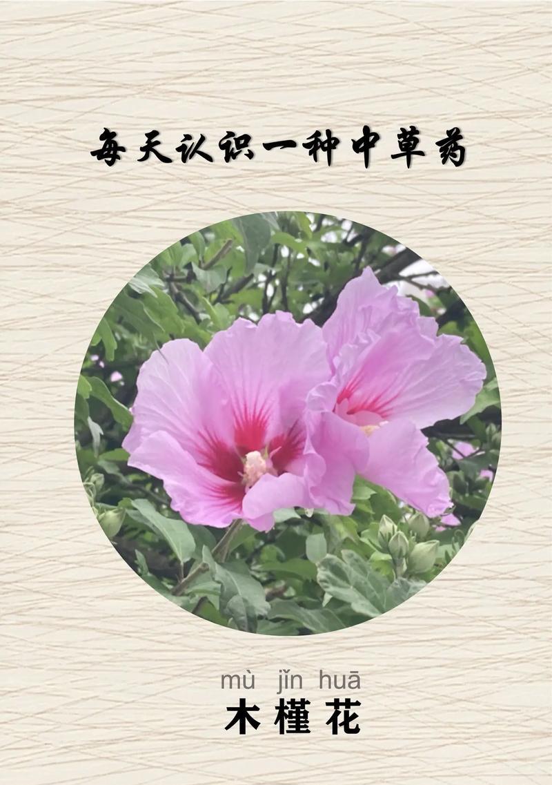 如何养护木槿花？
