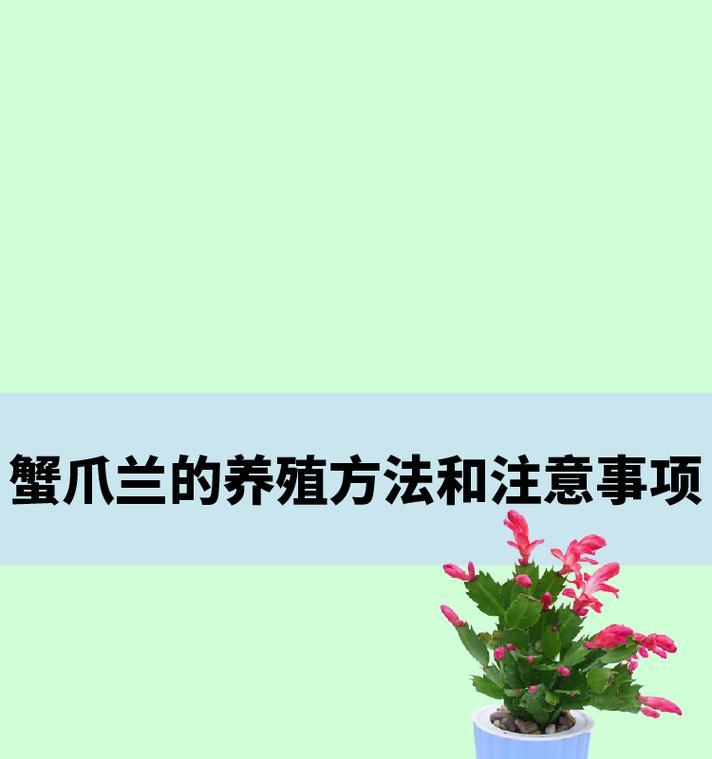 蟹爪兰开花后的正确施肥方法（如何科学合理地施肥，延长蟹爪兰的花期）
