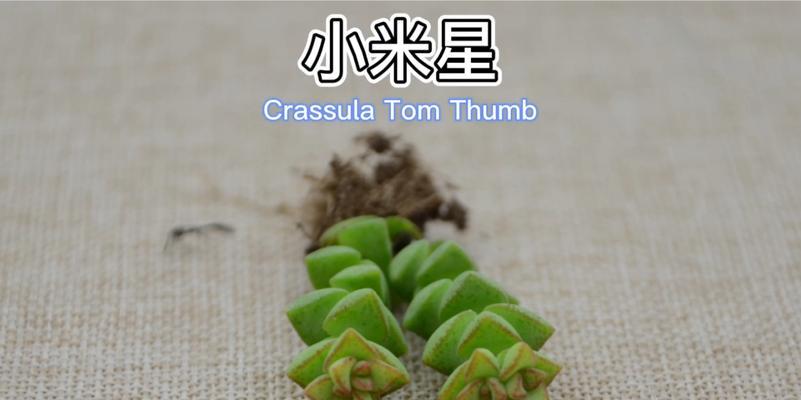 小米星夏天叶片干枯怎么办？（教你恢复小米星夏天叶片的生机，让它绽放夏日的美丽！）