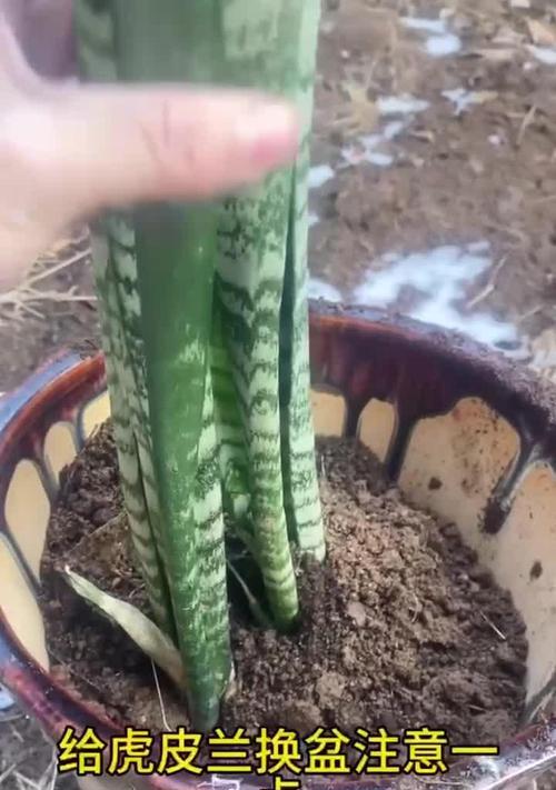 虎皮兰换盆时间及注意事项