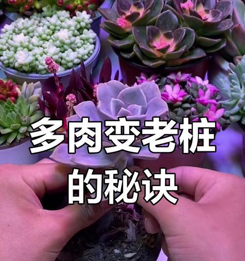 多肉老桩的种植技巧（打造独特多肉风景，从老桩开始）