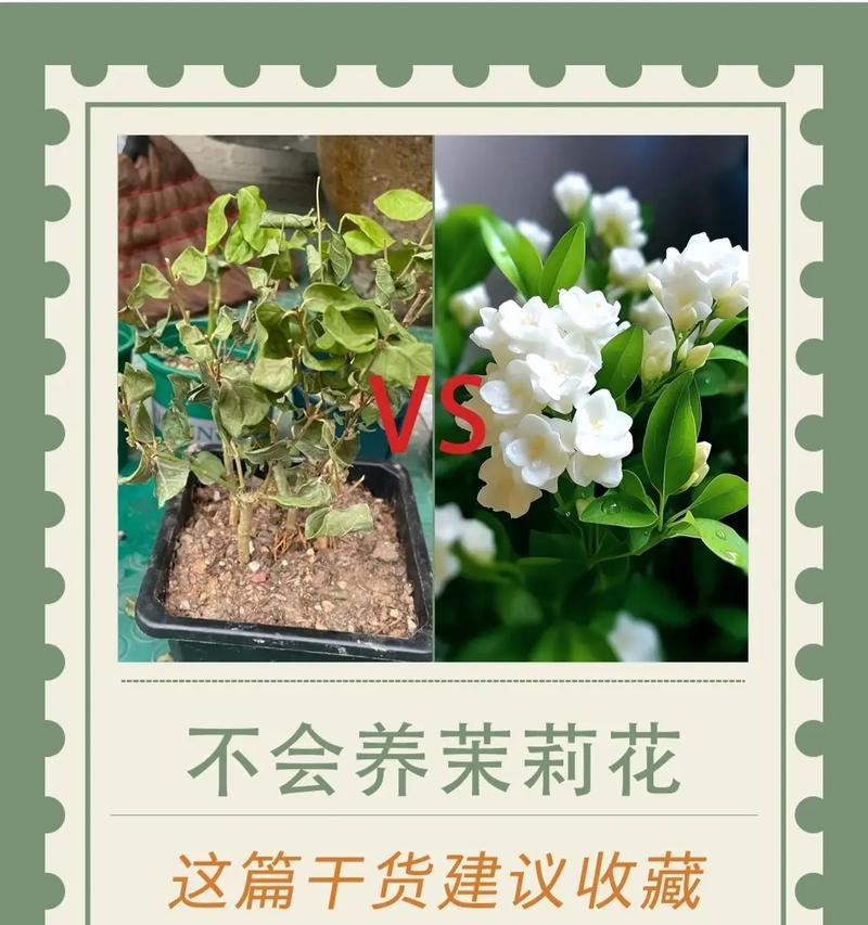 茉莉长花蕾后的养护技巧（打造芬芳迷人的茉莉花园）