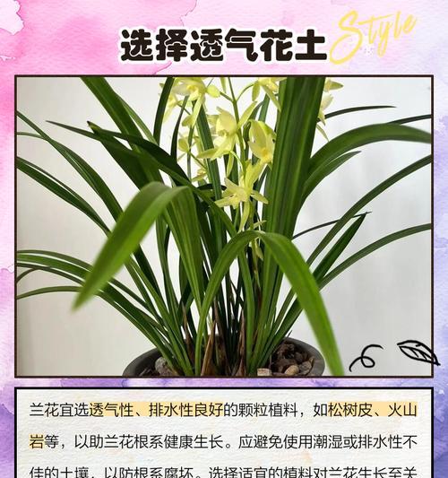 兰花养护之家庭兰花的种植与管理（家庭兰花如何打理，赏心悦目）