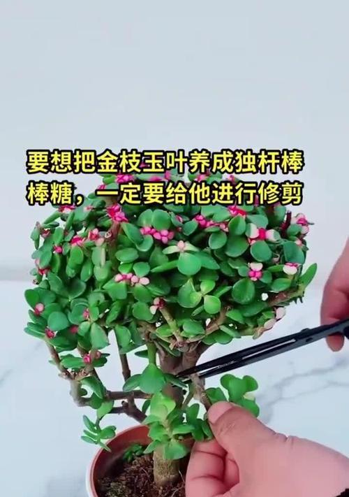 小叶玻璃翠修剪的技巧与要点（打造美观的小叶玻璃翠——修剪秘籍）
